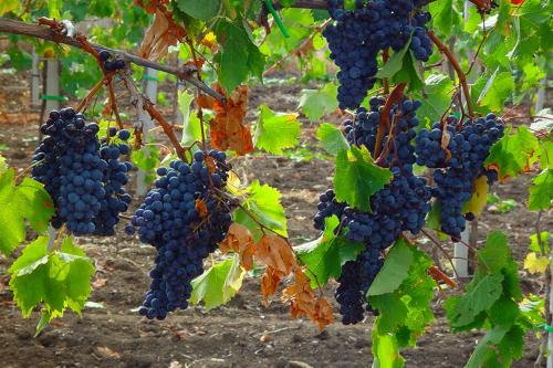 a bunch of grapes hanging from a tree at Agriturismo Poggio alle Calle in Saturnia