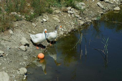 two birds standing in a body of water at Agriturismo Poggio alle Calle in Saturnia