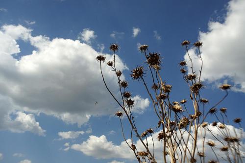 a view of a plant with the sky in the background at Agriturismo Poggio alle Calle in Saturnia