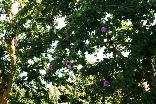 a bunch of purple flowers on a tree at Agriturismo Poggio alle Calle in Saturnia