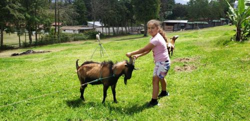 una niña sosteniendo una cabra en una cuerda en Zaysant Ecolodge en Puembo