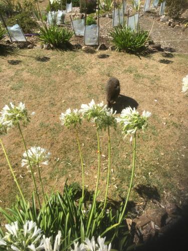 a black bird sitting in a garden with white flowers at House on the Hill Bed and Breakfast in Huonville