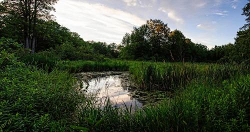 a pond in a field with grass and trees at Shambhala Bed and Breakfast in Buckhorn