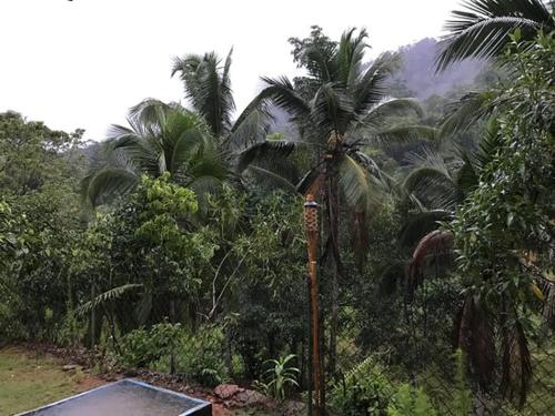 a palm tree in the middle of a forest at 360 Rainforest in Deniyaya