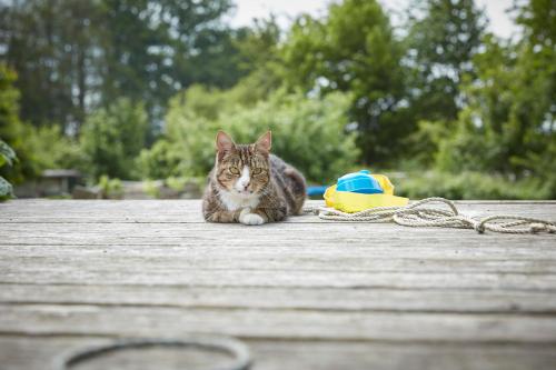 a cat sitting on a wooden table with a rope at Reiterhof Zwei Linden in Melle