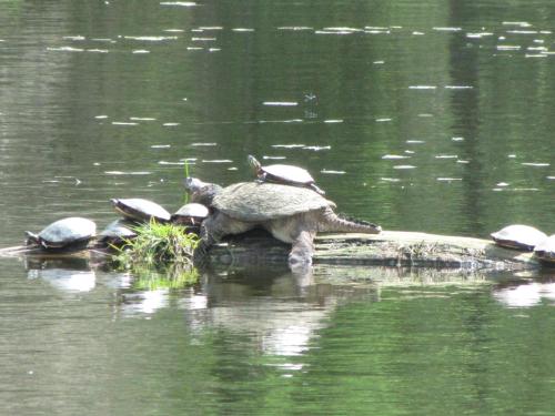a group of turtles sitting on a rock in the water at Shambhala Bed and Breakfast in Buckhorn