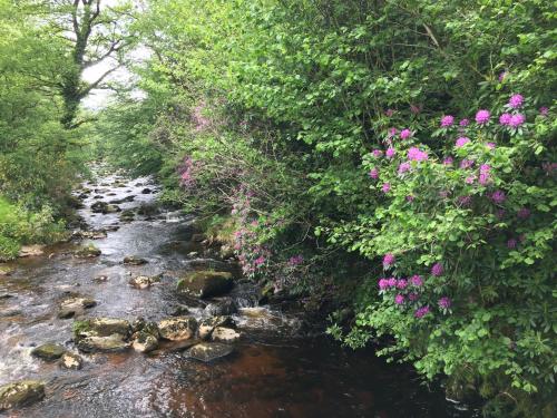 a stream with pink flowers on the bank of a river at Ballyteige Lodge in Ballyteige Bridge