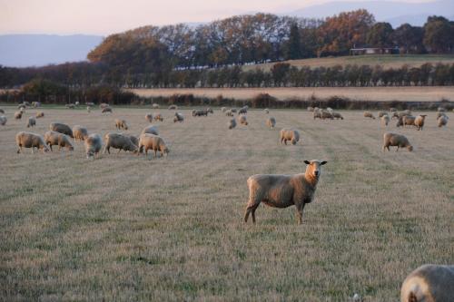 a herd of sheep grazing in a field at Relbia Lodge in Relbia