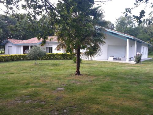 a tree in a yard in front of a house at Chambre d'hôtes du Pin in Pey