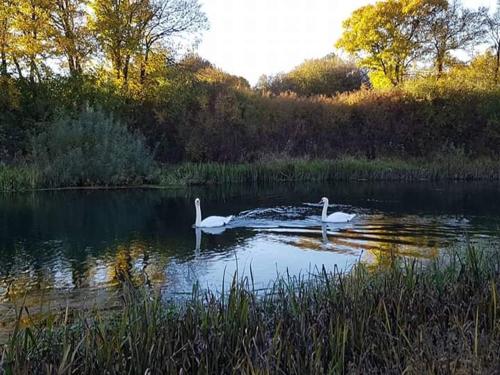 two swans swimming in the water on a lake at House Smolčić in Otočac