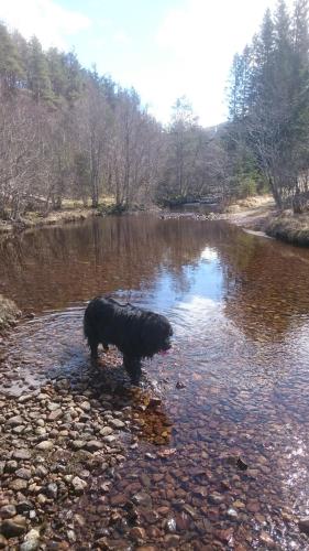a dog standing in the water in a river at Dada Apartment in Hjelmeland