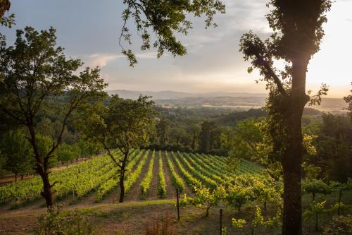 a vineyard in the napa valley with trees at Agriturismo Le Cerque in Collazzone