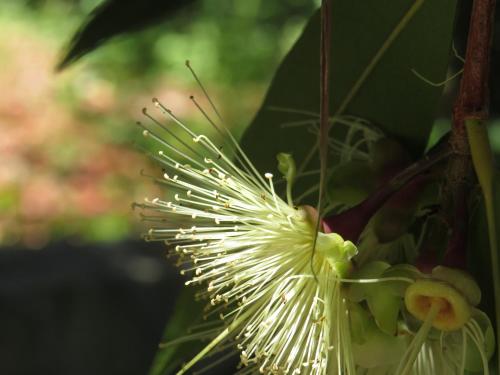 a close up of a white flower on a tree at B&B Casita GioJa in Gasponi