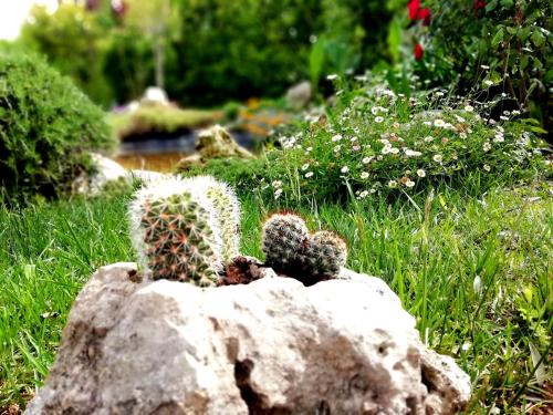 a cactus sitting on top of a rock in a yard at Villetta Dote in Casarano