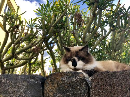 a cat laying on top of a stone wall at Apartamentos Los Verodes in Frontera