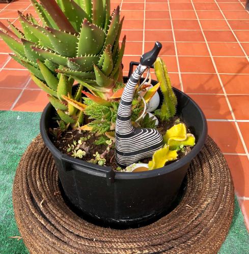 a plant in a black pot on a coaster at Apartamentos Los Verodes in Frontera