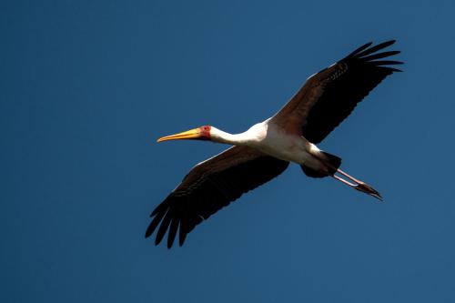 a bird flying in the blue sky at Ichingo Chobe River Lodge by Mantis in Punga