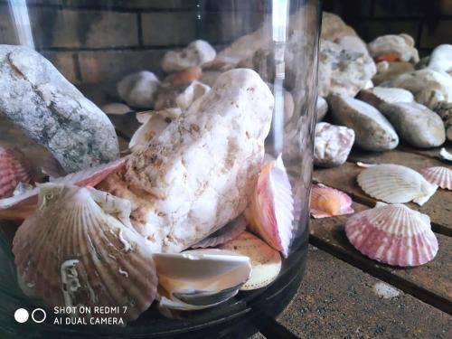 a bunch of shells are in a glass jar at "Athena 3" luxury's apartments in Athens !!! in Athens