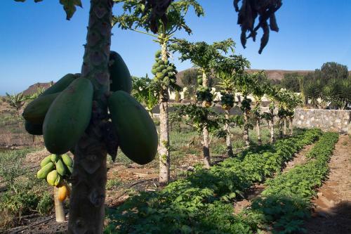 a bunch of green bananas hanging from a tree at Finca Arbequina in Pájara