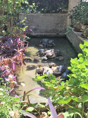 a group of birds in a pond in a garden at Oasi Del Gabbiano in Siracusa
