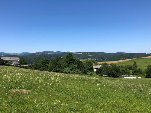 a field of green grass with white flowers on a hill at Gasthof Koller in Mariasdorf