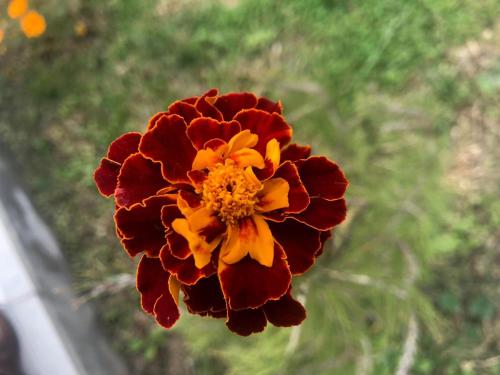 a red and yellow flower in front of a window at Alp Hotel in Qax