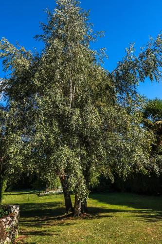a tree in the middle of a grass field at Le domaine des 3 marmottes Chambres d' hôtes in Cierp