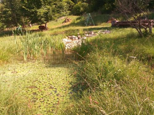 a small pond in a field with tall grass at Gîte de Champflorin in Seyne