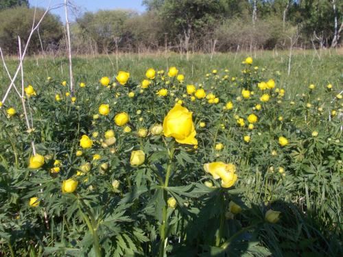 a field full of yellow flowers in a field at Apartmán U kolonády in Mariánské Lázně