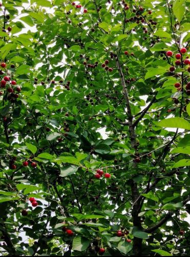 a tree with lots of leaves and red berries on it at Apartments Pasha in Blagaj