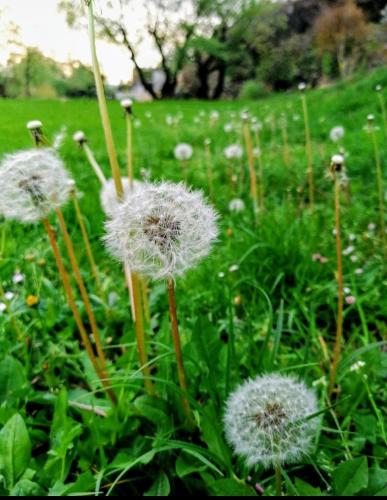 a bunch of dandelions in a field of grass at Apartments Pasha in Blagaj