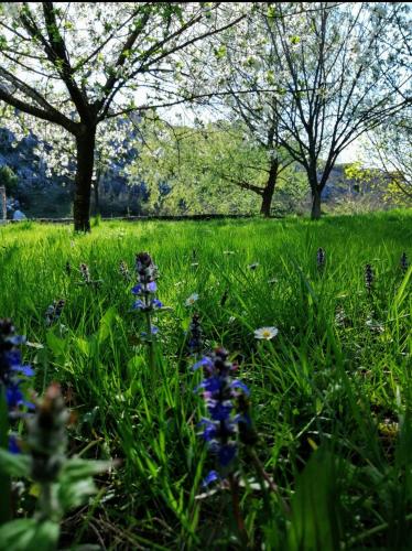 a field of green grass with blue flowers and trees at Apartments Pasha in Blagaj