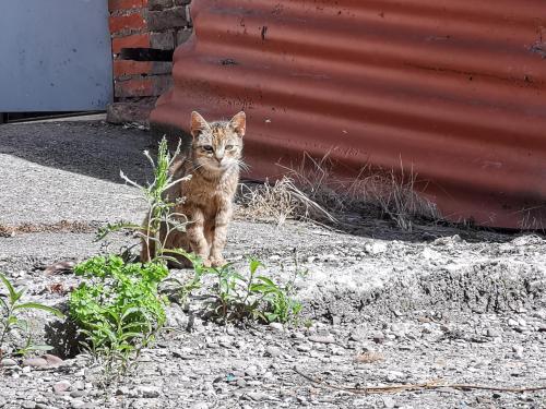 a cat is standing in front of a building at Ferienhof Ehlers in Hülsede