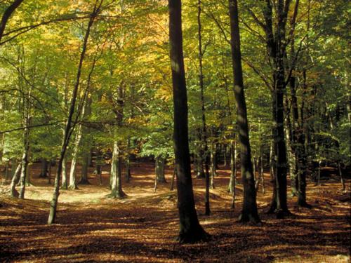 a wooded area with trees and leaves on the ground at ibis Nemours in Nemours