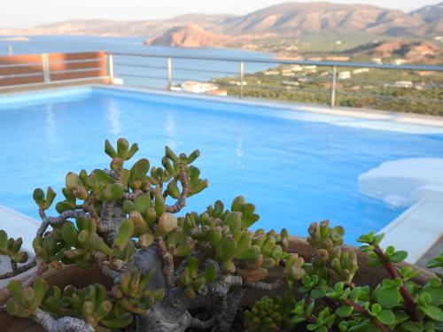 a succulent plant in front of a swimming pool at Villa Aiolos in Palekastron