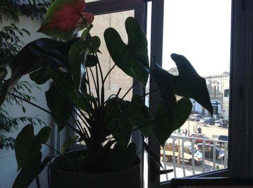 a plant in a window with a red flower at Hotel Castello in Mesagne