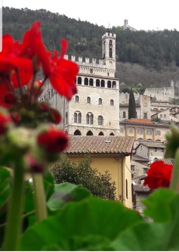 a red flower in front of a white building at Appartamento Galeotti 18 in Gubbio