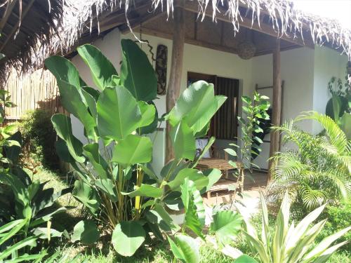 a house with a large green plant in front of it at Valerie Lodge in San Vicente
