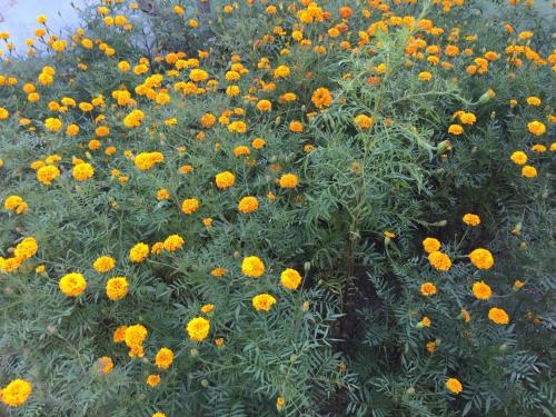 Foto Katmandus asuva majutusasutuse Eco Homestay galeriist