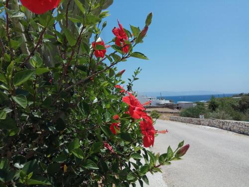 a bush with red flowers on the side of a road at Nicos Studios & Apartments in Logaras