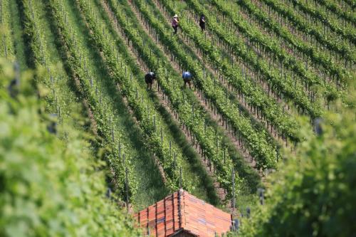 an overhead view of a vineyard with people working on it at Landidyll Hotel Lamm in Vaihingen an der Enz