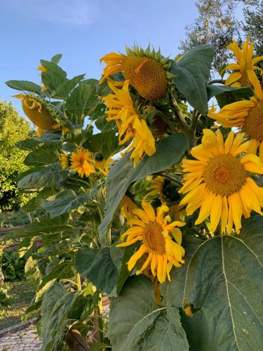a bunch of yellow sunflowers growing in a field at Quinta Ribeira do Labrador - Lisbon West Wine Route in Alenquer