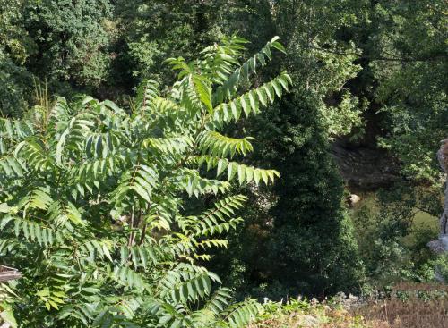 a large green plant with large green leaves at Il Nido del Picchio in Ascoli Piceno