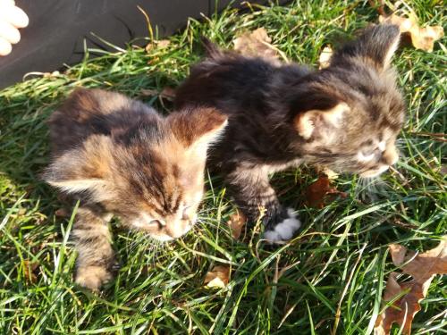 two kittens laying in the grass in the grass at Dwa Dęby in Lubawka