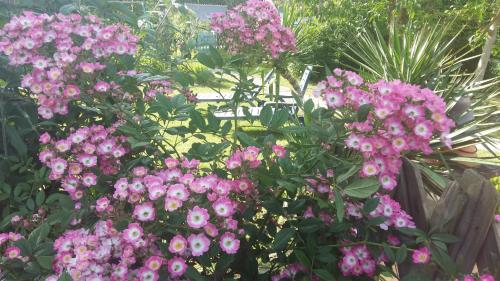 a bunch of pink flowers in a garden at 21 rue de l'Olivet in Orbigny
