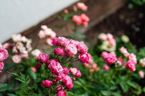 a bunch of pink flowers in a garden at Casa Marina in Kulmbach