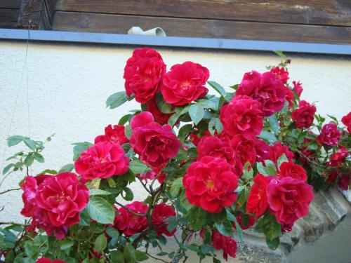a bunch of red flowers in a pot on a wall at Hotel Restaurant Alpenblick in Ernen