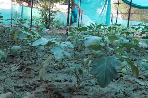 a garden with green plants in a greenhouse at Desert Nights in Mandāwa