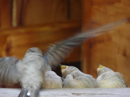 Animales en la casa o chalet o alrededores
