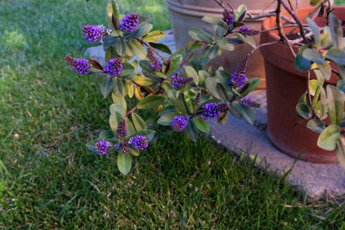 a plant with purple flowers sitting on the grass at Bed & Breakfast Bel Giorgio in Orentano